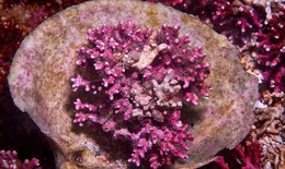 Rong biển hữu cơ Iceland - Nguồn thực vật giàu canxi hỗ trợ xương và răng chắc khỏe