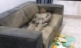 Th&#244;ng tin mới nhất vụ thi thể c&#244; g&#225;i chết kh&#244; tr&#234;n sofa ở H&#224; Nội