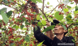 Nông dân Hà Nội kiếm tiền triệu mỗi ngày nhờ trồng dâu tằm