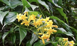 Đau lòng 3 mẹ con uống nước ngọt trộn lá ngón, hai người tử vong, một nguy kịch