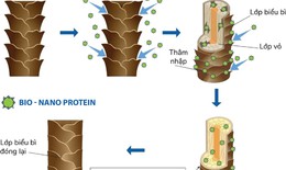 C&#244;ng ty VISI ứng dụng c&#244;ng nghệ sinh học Bio - Nano Protein v&#224;o sản phẩm chăm s&#243;c t&#243;c