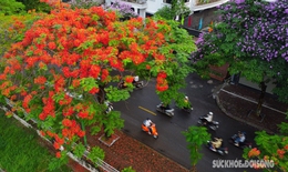 Hoa phượng &#39;thắp lửa&#39; phố phường H&#224; Nội