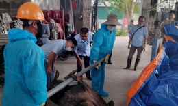 Quảng Ninh xuất hiện ổ dịch tả lợn châu Phi