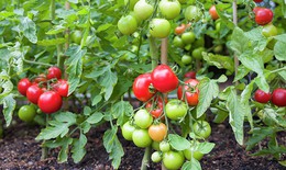 Ăn c&#224; chua sống c&#243; tốt kh&#244;ng?