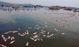 Tôm hùm, cá chết hàng loạt tại thị xã Sông Cầu