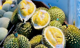Vì sao sầu riêng mini được nhiều người săn lùng?