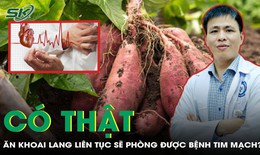 Ăn khoai lang liên tục có phòng được bệnh tim mạch?