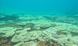 Tái diễn hiện tượng san hô chết, bị tẩy trắng tại Côn Đảo