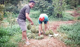 Mưa d&#244;ng đầu m&#249;a khiến sầu ri&#234;ng tại Gia Lai rụng tr&#225;i la liệt
