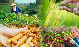 Xu hướng sử dụng bột thiên nhiên trong làm đẹp?