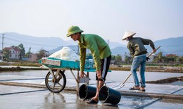 Diêm dân oằn mình chắt chiu từng hạt muối nhưng giá muối giảm mạnh