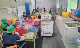 Hàng tấn thực phẩm không nguồn gốc bên trong căn nhà tôn luôn đóng kín cửa