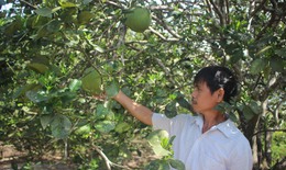 Cây đặc sản ở thôn mang tên Bác Hồ