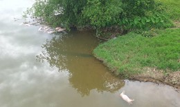 Truy tìm thủ phạm vứt 20 con lợn chết xuống sông