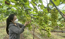 Ngắm đồng nho Nhật Bản trĩu quả trên Tây Nguyên