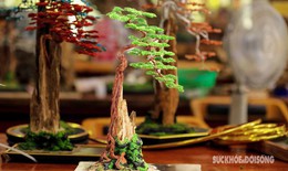 Chi&#234;m ngưỡng bonsai trầm hương xứ Quảng