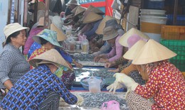 Nhọc nhằn mưu sinh từ công việc phân loại cá biển 