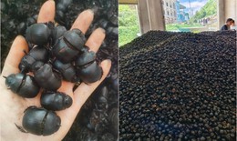Chi hơn 1 chỉ vàng mua 1kg bọ xít đen về làm thuốc, chuyên gia nói gì?