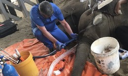 Nhổ ngà để cứu sống voi 8 tuổi ở Buôn Đôn
