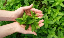 Một số công thức làm đẹp da với lá bạc hà