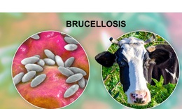 C&#225;c thuốc d&#249;ng trong bệnh Brucella