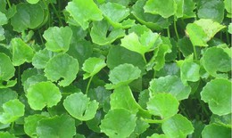 Rau má tốt cho sức khỏe nhưng ai không nên ăn?