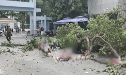 Ai chịu tr&#225;ch nhiệm bồi thường trong vụ nh&#225;nh c&#226;y rơi l&#224;m 2 người tử vong?