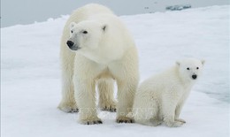 Quần đảo Svalbard ở Bắc Cực ghi nhận nhiệt độ th&#225;ng 8 cao kỷ lục