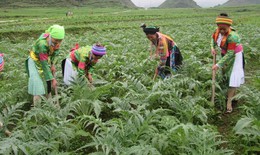 Quy hoạch xây dựng các vùng khai thác dược liệu tự nhiên bền vững tạo đà cho ngành Dược phát triển