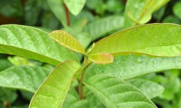 Một số c&#244;ng thức nước l&#225; ổi trị bệnh