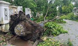 Cây đổ còn nguyên bọc bầu: Sai kỹ thuật, sai quy trình khi trồng