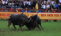 Sau lần tạm hoãn, hội chọi trâu Đồ Sơn năm 2024 có gì khác?