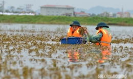 Bộ đội ng&#226;m m&#236;nh trong nước lũ hỗ trợ n&#244;ng d&#226;n Chương Mỹ gặt l&#250;a