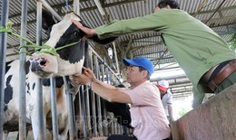 Lâm Đồng đốc thúc bồi thường cho người nuôi bò sữa bị thiệt hại do tiêm vaccine