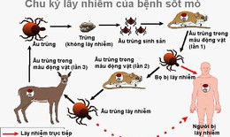 Thuốc n&#224;o điều trị sốt m&#242;?