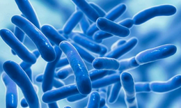 Bổ sung men vi sinh trước, trong hay sau khi uống kháng sinh?