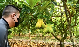 Người dân vào tận vườn 'săn' quả phật thủ