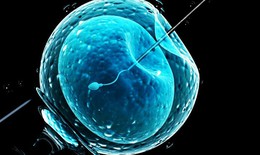 Sử dụng AI c&#243; thể gi&#250;p tăng tỷ lệ th&#224;nh c&#244;ng của IVF