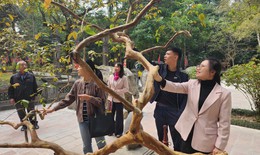 Cây ổi gần 100 năm biết ‘cười’ bên mộ vua Lê Thái Tổ