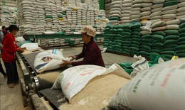 Thị trường nông sản: Giá lúa, gạo chưa có dấu hiệu hồi phục
