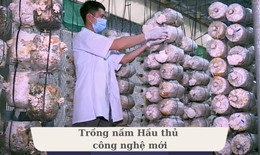 Nấm Hầu thủ - Nấm dược liệu tiềm năng nhưng đầy th&#225;ch thức