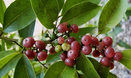 Dược liệu Việt Nam chứa nhiều hoạt chất hỗ trợ điều trị ung thư