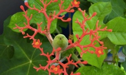 Điều trị bệnh gout từ nguồn dược liệu Việt Nam