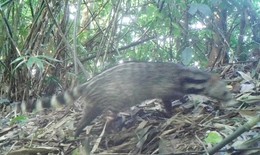 Ph&#225;t hiện c&#225;c loại Cầy qu&#253; hiếm tại n&#250;i rừng ph&#237;a t&#226;y Thanh H&#243;a