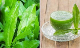 Nước lá mùi tàu có tác dụng chữa bệnh gì?
