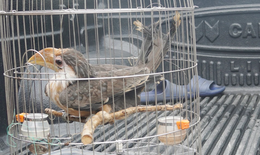 Lo&#224;i chim trong S&#225;ch đỏ bay v&#224;o nh&#224; v&#224; h&#224;nh động bất ngờ của người đ&#224;n &#244;ng trong bản