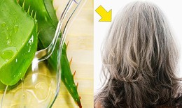 Loại lá có tác dụng phục hồi tóc hư tổn chỉ sau vài lần gội đầu