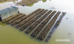 Cúc họa mi chưa kịp nở đã tàn trong lũ