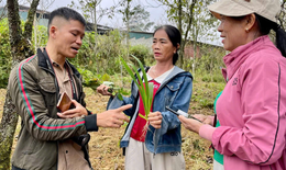 Đẩy mạnh chuỗi v&#249;ng trồng-sản xuất, tạo gi&#225; trị cho c&#226;y thuốc Việt