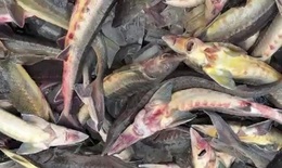 Lũ ống làm chết khoảng 45 tấn cá tầm của người dân ở Măng Đen